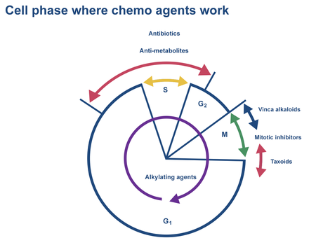 cell cycle