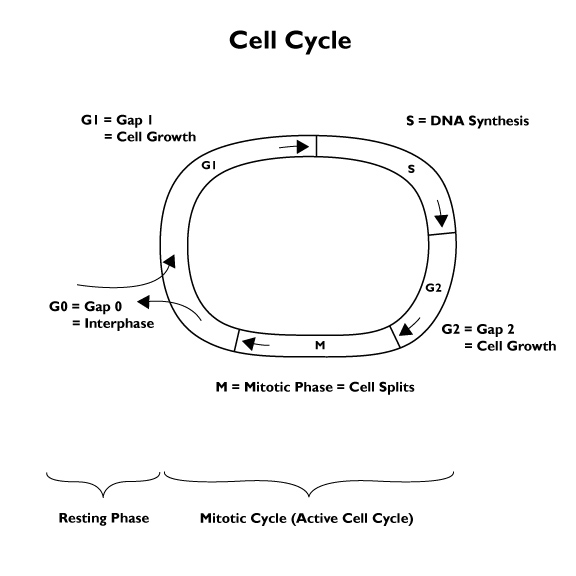 Phases of Cell Cycle