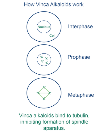 vinca alkaloid mechanism