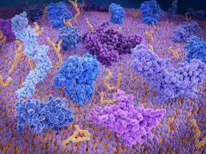 T-cell receptors