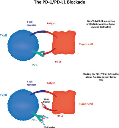 PD-1 mechanism